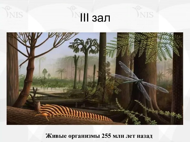 ІІІ зал Живые организмы 255 млн лет назад