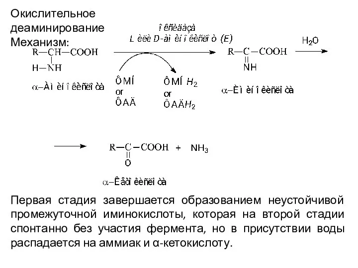 Окислительное деаминирование Механизм: Первая стадия завершается образованием неустойчивой промежуточной иминокислоты, которая на