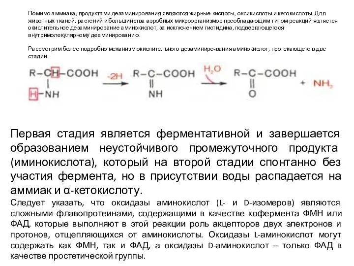 Помимо аммиака, продуктами дезаминирования являются жирные кислоты, оксикислоты и кетокислоты. Для животных