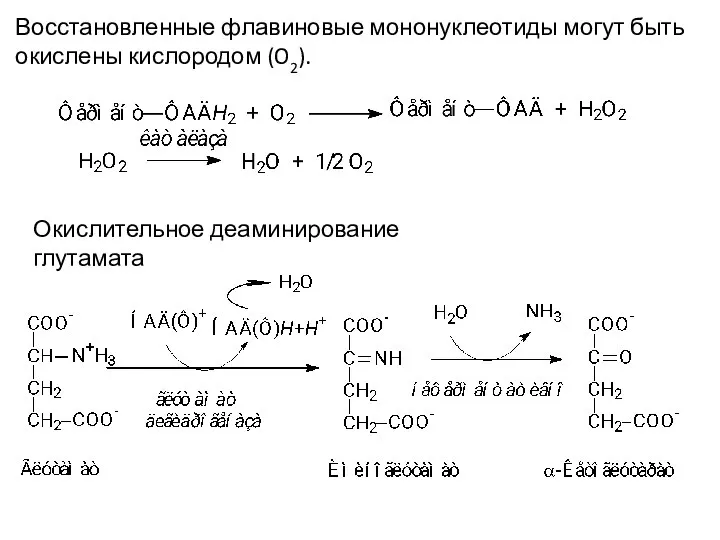 Восстановленные флавиновые мононуклеотиды могут быть окислены кислородом (O2). Окислительное деаминирование глутамата