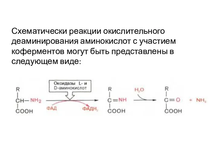 Схематически реакции окислительного деаминирования аминокислот с участием коферментов могут быть представлены в следующем виде: