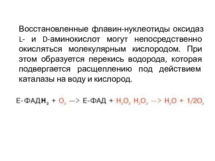 Восстановленные флавин-нуклеотиды оксидаз L- и D-аминокислот могут непосредственно окисляться молекулярным кислородом. При