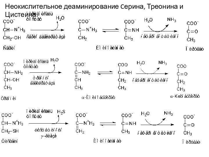 Неокислительное деаминирование Cерина, Треонина и Цистеина.