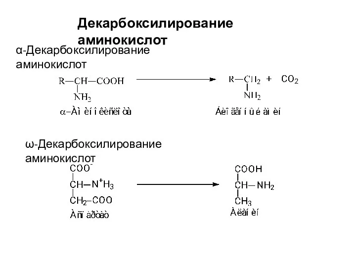 Декарбоксилирование аминокислот α-Декарбоксилирование аминокислот ω-Декарбоксилирование аминокислот