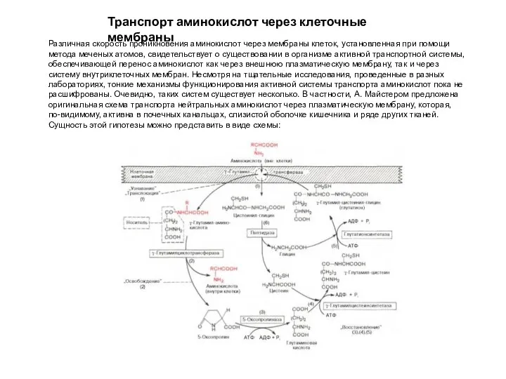 Транспорт аминокислот через клеточные мембраны Различная скорость проникновения аминокислот через мембраны клеток,