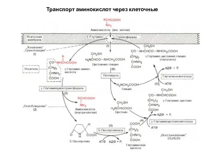 Транспорт аминокислот через клеточные мембраны