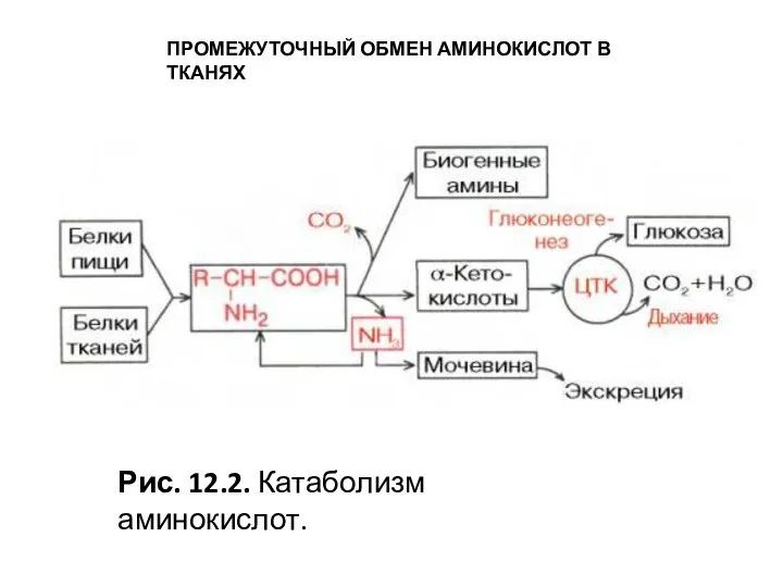 ПРОМЕЖУТОЧНЫЙ ОБМЕН АМИНОКИСЛОТ В ТКАНЯХ Рис. 12.2. Катаболизм аминокислот.