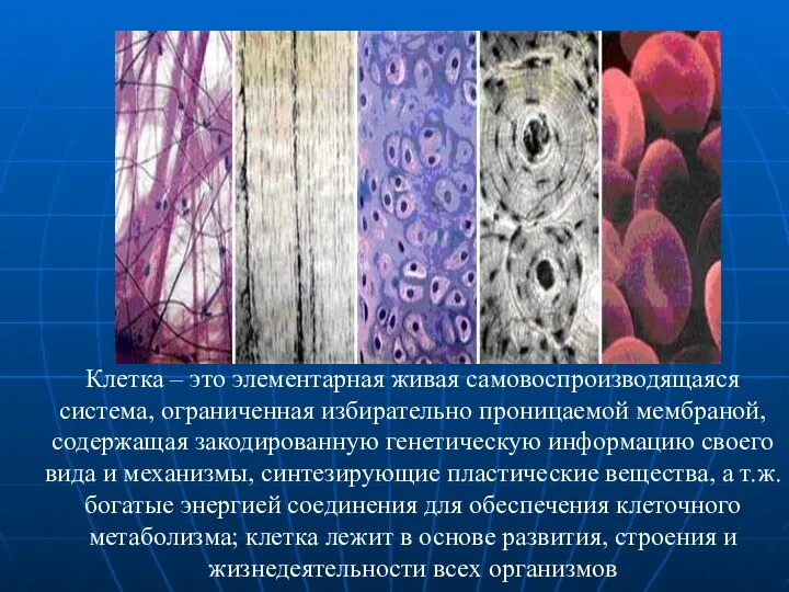 Клетка – это элементарная живая самовоспроизводящаяся система, ограниченная избирательно проницаемой мембраной, содержащая