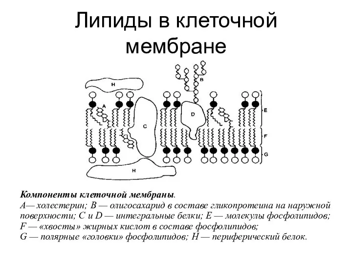 Липиды в клеточной мембране Компоненты клеточной мембраны. А— холестерин; В — олигосахарид