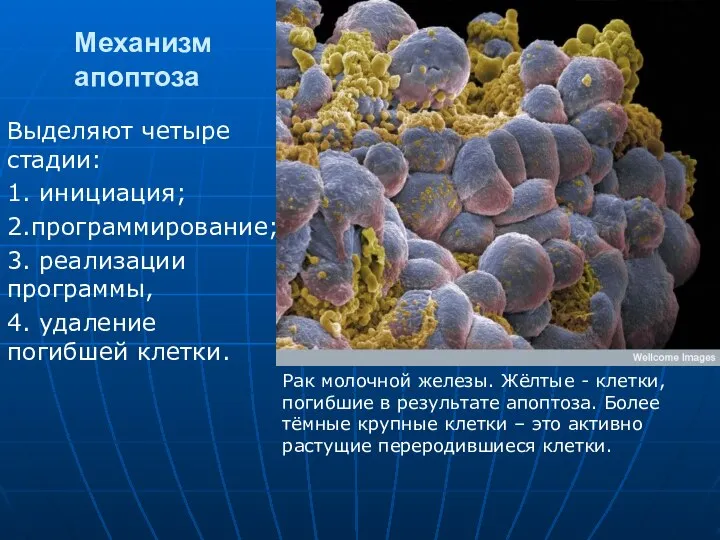 Механизм апоптоза Выделяют четыре стадии: 1. инициация; 2.программирование; 3. реализации программы, 4.