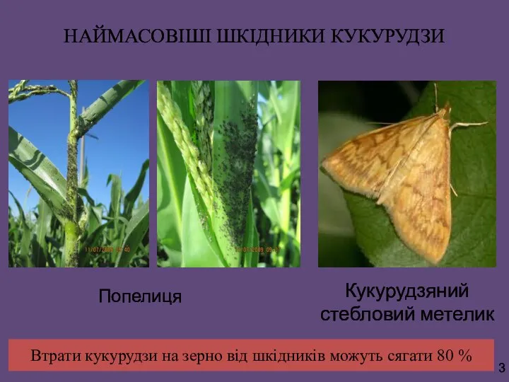 НАЙМАСОВІШІ ШКІДНИКИ КУКУРУДЗИ Попелиця Кукурудзяний стебловий метелик 3 Втрати кукурудзи на зерно