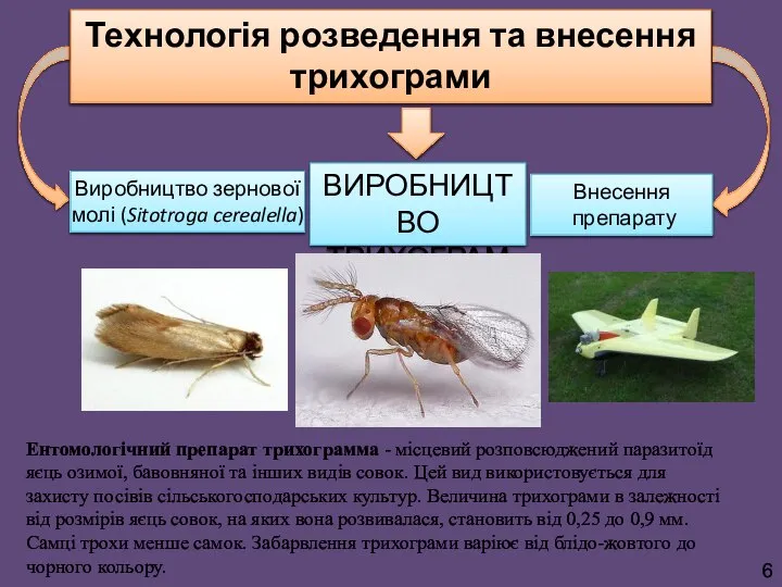 Технологія розведення та внесення трихограми Виробництво зернової молі (Sitotroga cerealella) ВИРОБНИЦТВО ТРИХОГРАМИ