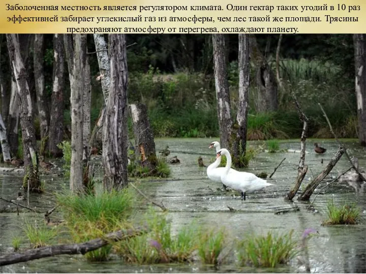 Заболоченная местность является регулятором климата. Один гектар таких угодий в 10 раз