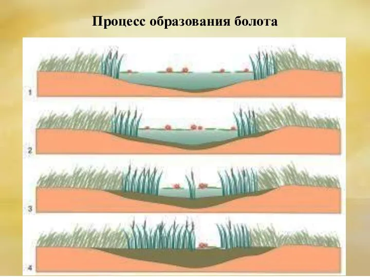 Процесс образования болота