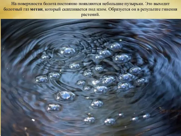 На поверхности болота постоянно появляются небольшие пузырьки. Это выходит болотный газ метан,