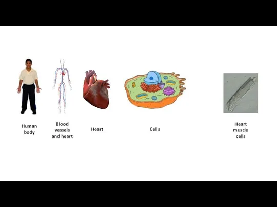 Human body Blood vessels and heart Heart Cells Heart muscle cells