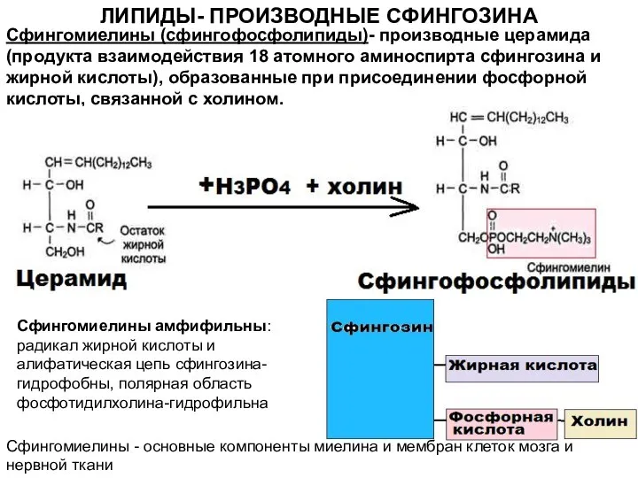 ЛИПИДЫ- ПРОИЗВОДНЫЕ СФИНГОЗИНА Сфингомиелины (сфингофосфолипиды)- производные церамида (продукта взаимодействия 18 атомного аминоспирта