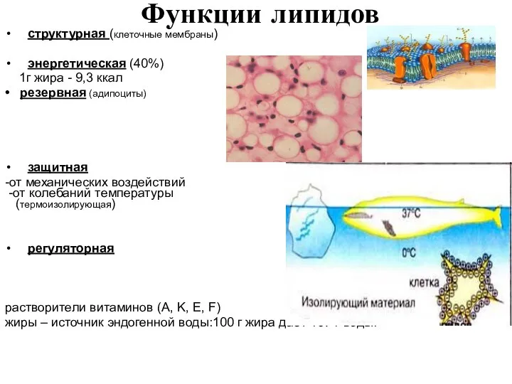 Функции липидов структурная (клеточные мембраны) энергетическая (40%) 1г жира - 9,3 ккал