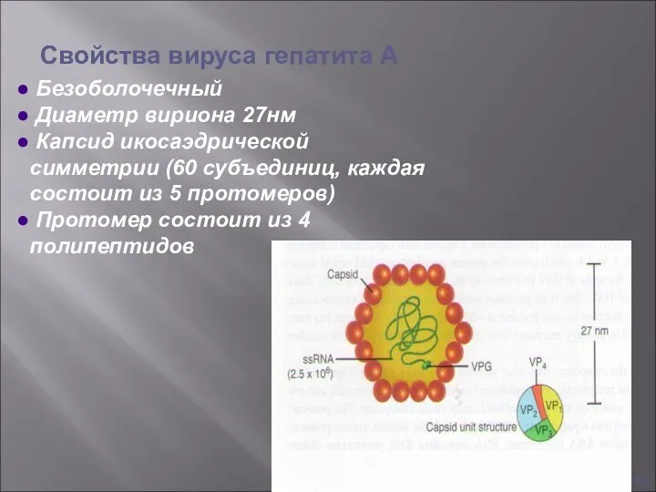 Гепатиты Безоболочечный Диаметр вириона 27нм Капсид икосаэдрической симметрии (60 субъединиц, каждая состоит