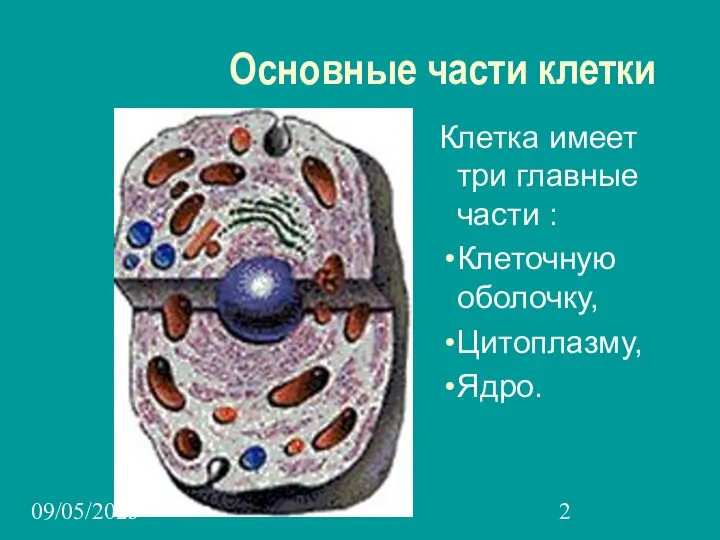 09/05/2023 Основные части клетки Клетка имеет три главные части : Клеточную оболочку, Цитоплазму, Ядро.