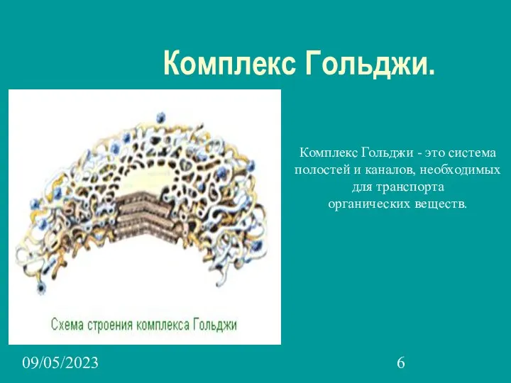 09/05/2023 Комплекс Гольджи. Комплекс Гольджи - это система полостей и каналов, необходимых для транспорта органических веществ.