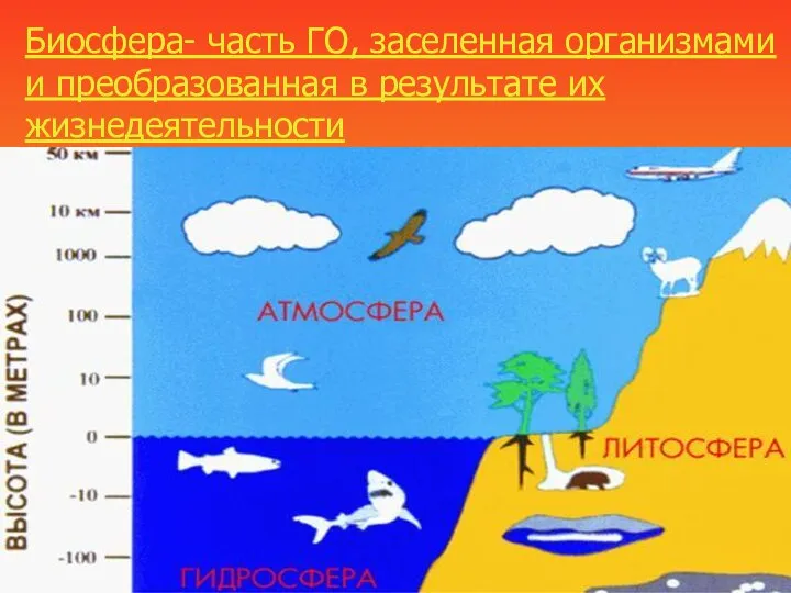 Биосфера- часть ГО, заселенная организмами и преобразованная в результате их жизнедеятельности