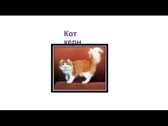 Кот керн