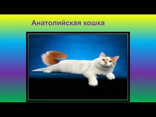 Анатолийская кошка