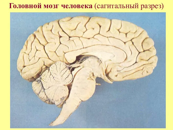 Головной мозг человека (сагитальный разрез)