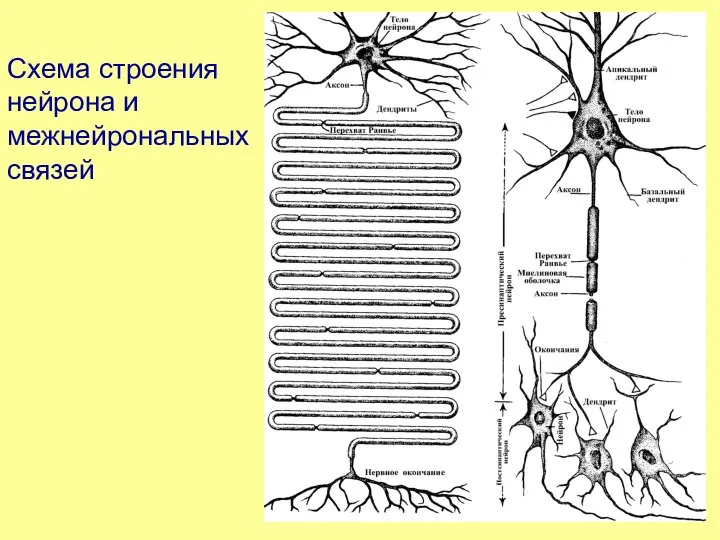 Схема строения нейрона и межнейрональных связей