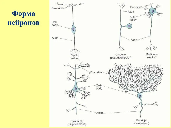 Форма нейронов