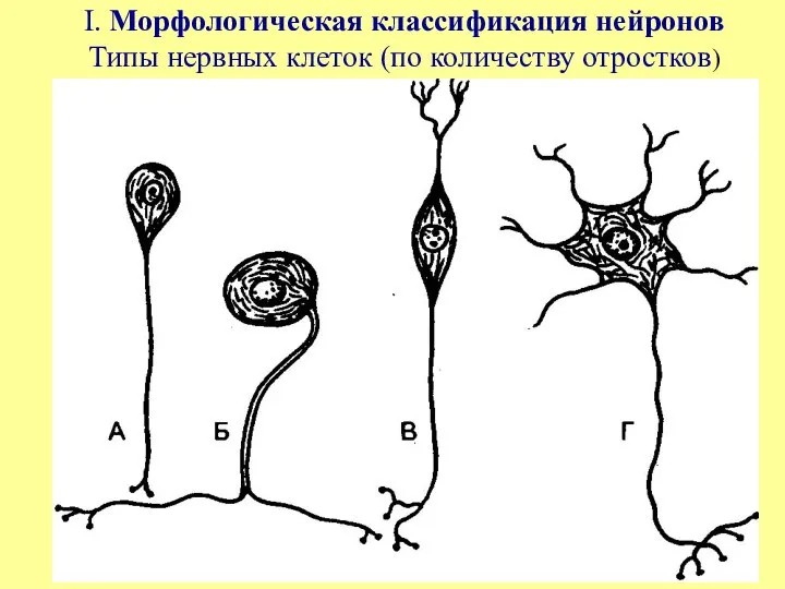 I. Морфологическая классификация нейронов Типы нервных клеток (по количеству отростков)
