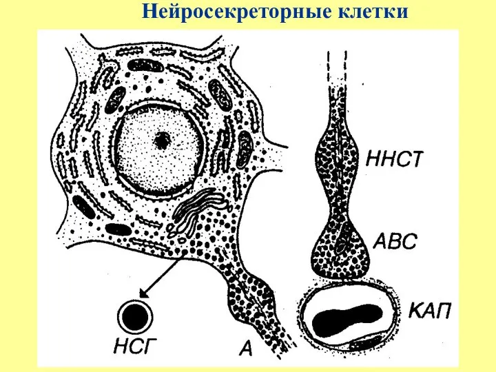 Нейросекреторные клетки