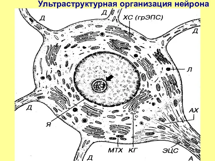 Ультраструктурная организация нейрона