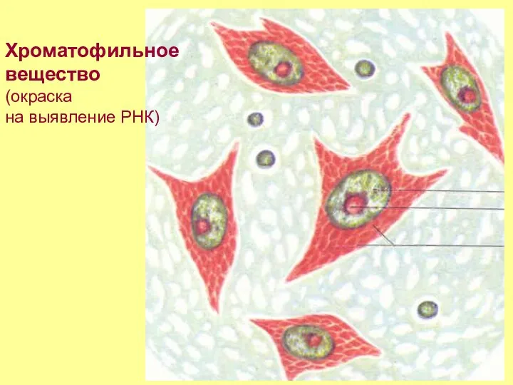 Хроматофильное вещество (окраска на выявление РНК)