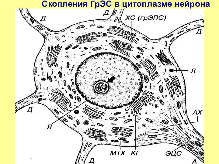 Скопления ГрЭС в цитоплазме нейрона