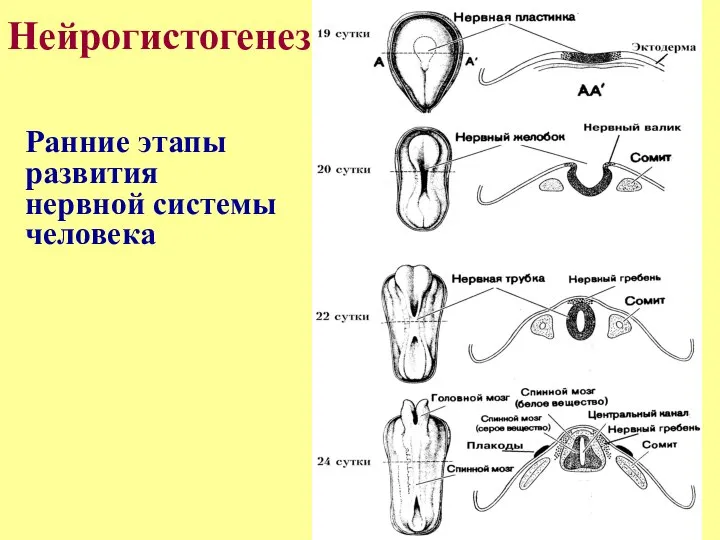 Ранние этапы развития нервной системы человека Нейрогистогенез