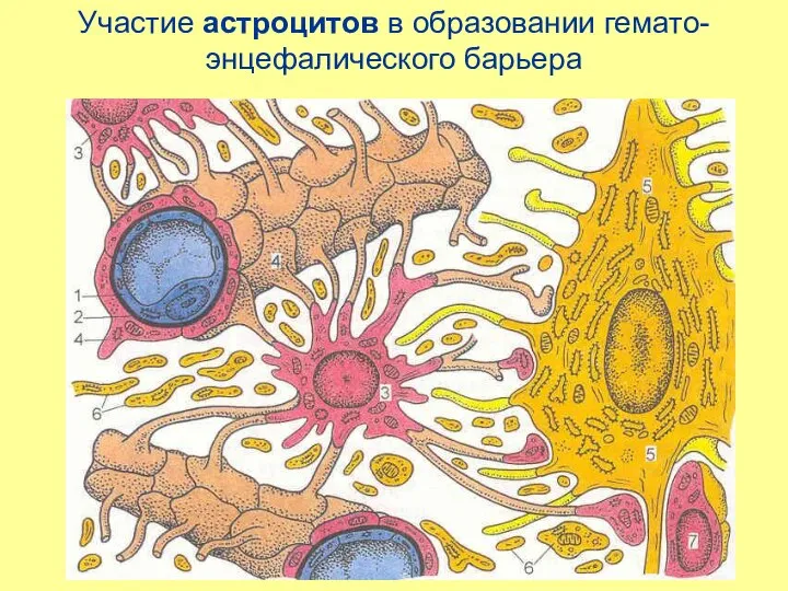 Участие астроцитов в образовании гемато-энцефалического барьера