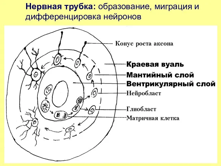 Нервная трубка: образование, миграция и дифференцировка нейронов