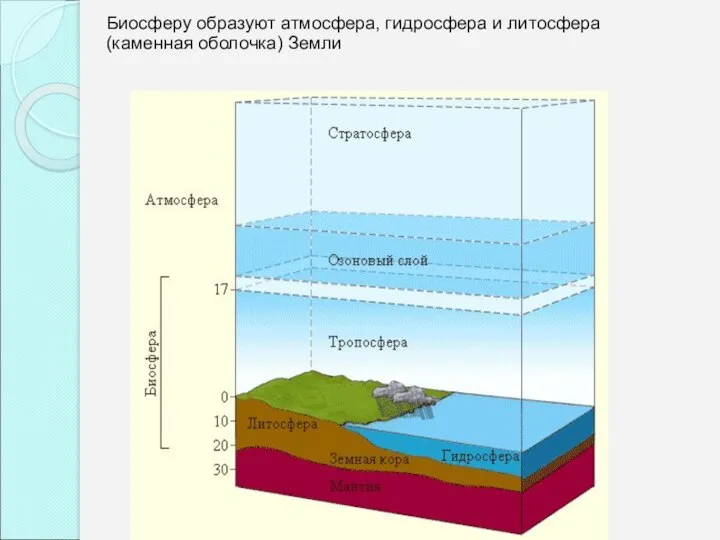 Биосферу образуют атмосфера, гидросфера и литосфера (каменная оболочка) Земли