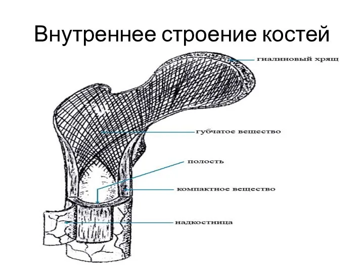 Внутреннее строение костей