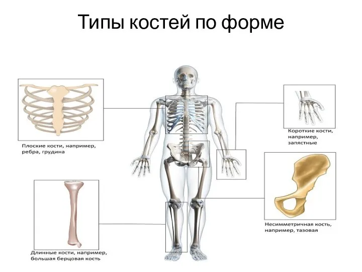 Типы костей по форме
