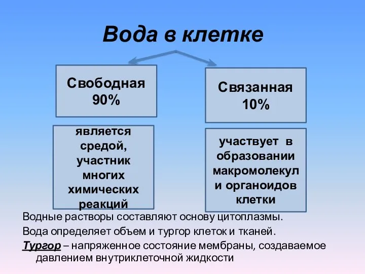 Вода в клетке Водные растворы составляют основу цитоплазмы. Вода определяет объем и