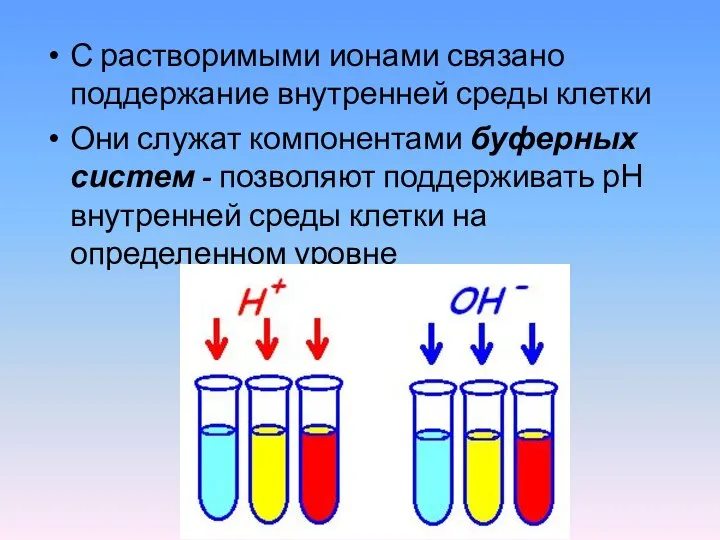 С растворимыми ионами связано поддержание внутренней среды клетки Они служат компонентами буферных