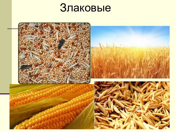 Злаковые