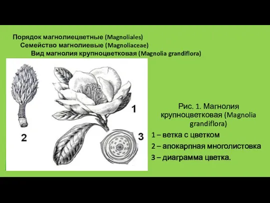 Рис. 1. Магнолия крупноцветковая (Magnolia grandiflora) 1 – ветка с цветком 2