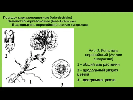 Порядок кирказоноцветные (Aristolochiales) Семейство кирказоновые (Aristolochiaceae) Вид копытень европейский (Asarum europaeum) Рис.