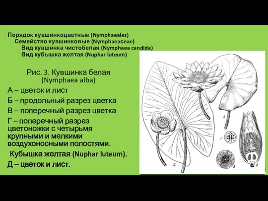 Порядок кувшинкоцветные (Nymphaeales) Семейство кувшинковые (Nymphaeaсeae) Вид кувшинка чистобелая (Nymphaea candida) Вид