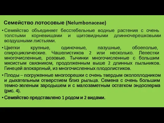 Семейство лотосовые (Nelumbonaceae) Семейство объединяет бесстебельные водные растения с очень толстыми корневищами