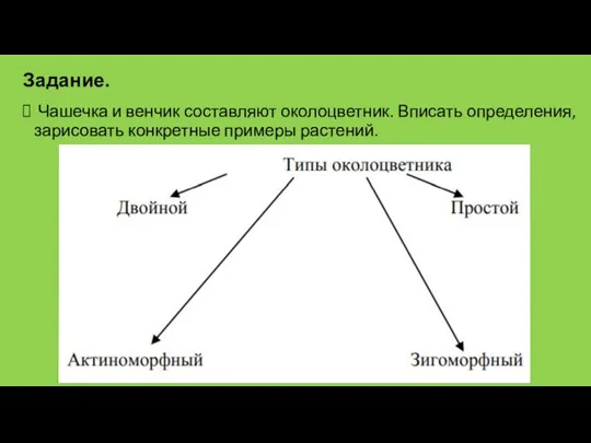 Чашечка и венчик составляют околоцветник. Вписать определения, зарисовать конкретные примеры растений. Задание.